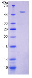 细胞附着蛋白2(CYTH2)重组蛋白