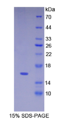 角蛋白15(KRT15)重组蛋白