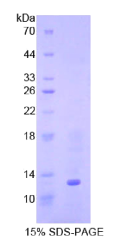骨成型蛋白7(BMP7)重组蛋
