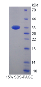 原钙黏素1(PCDH1)重组蛋白