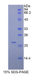 胰岛素样生长因子结合蛋白1(IGFBP1)重组蛋白