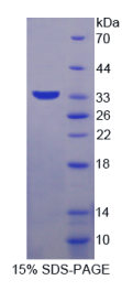 水通道蛋白9(AQP9)重组蛋白