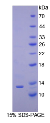 细胞色素C(CYCS)重组蛋白