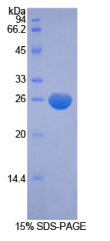 畸胎瘤衍生生长因子FRL1隐藏家族1(CFC1)重组蛋白