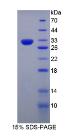 含CASP8和FADD样凋亡调节因子(CFLAR)重组蛋白