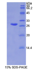 谷胱甘肽S转移酶μ2(GSTμ2)重组蛋白