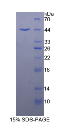 四旋蛋白30(TSPAN30)重组蛋白