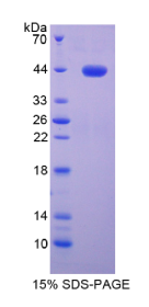 干扰素调节因子3(IRF3)重组蛋白