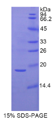 胃动蛋白3(GKN3)重组蛋白