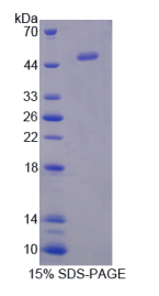 干扰素α5(IFNα5)重组蛋白