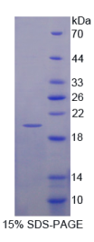 腱蛋白样蛋白2(CHRDL2)重组蛋白