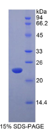 干扰素α5(IFNα5)重组蛋白