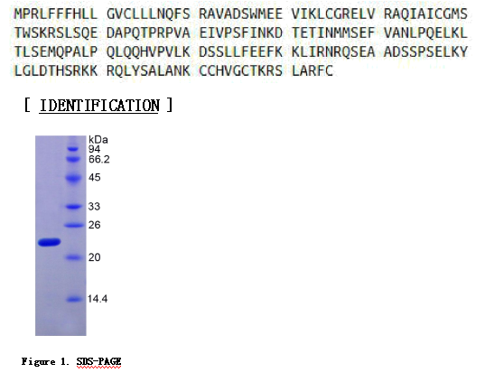 松弛肽2(RLN2)重组蛋白