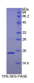 膜联蛋白A1(ANXA1)重组蛋白