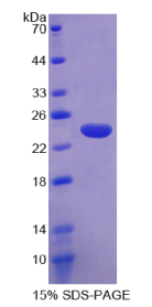 接触蛋白关联蛋白样蛋白4(CNTNAP4)重组蛋白