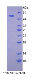 含C2钙依赖型域蛋白3(C2CD3)重组蛋白