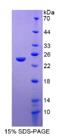 序列相似家族20成员A(FAM20A)重组蛋白