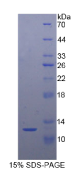 信号素3E(SEMA3E)重组蛋白