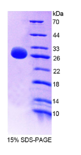 谷胱甘肽S转移酶μ4(GSTμ4)重组蛋白