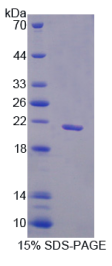 序列相似家族3成员B(FAM3B)重组蛋白