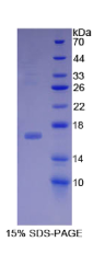 骨形成蛋白15(BMP15)重组蛋白