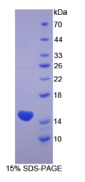 角蛋白1(KRT1)重组蛋白