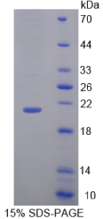 双调蛋白(AREG)重组蛋白