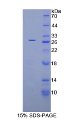 谷胱甘肽S转移酶μ4(GSTμ4)重组蛋白