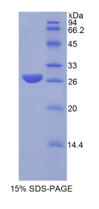 谷胱甘肽S转移酶α1(GSTα1)重组蛋白