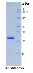 胰岛素样生长因子结合蛋白3(IGFBP3)重组蛋白