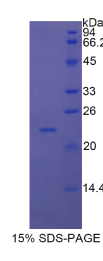 干扰素α7(IFNα7)重组蛋白