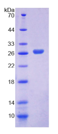 整合素α3(ITGα3)重组蛋白