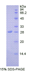 基质细胞衍生因子4(SDF4)重组蛋白