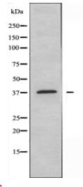 EDG2 Antibody