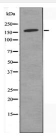 DHX8 Antibody