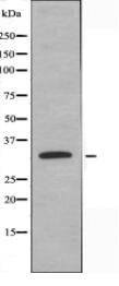hnRNP A1 Antibody