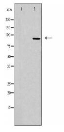CDC2L1 Antibody