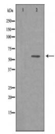hnRNP L Antibody