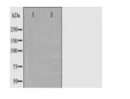 BAD Antibody