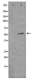 HBAP1 Antibody