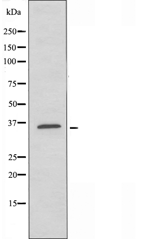 GPR171 Antibody