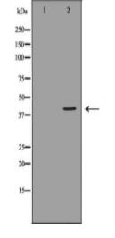 DUSP1 Antibody