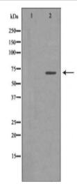 ELN Antibody