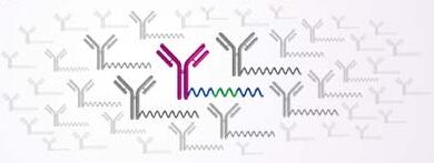 GPR83 Antibody