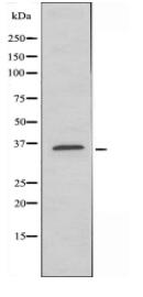 GPR119 Antibody