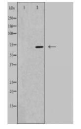 DYR1B Antibody
