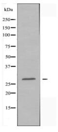 EMX1 Antibody