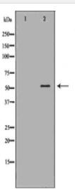 F10 Antibody