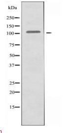 DNL4 Antibody