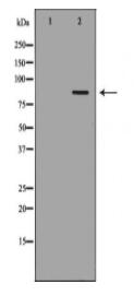 FOXM1 Antibody